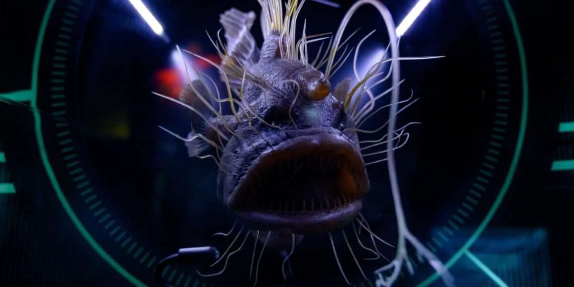 Deep Ocean Exploration 2026 New Species — Deep Ocean Exploration 2026 New Species: Essential Discoveries — Photo by Meri Verbina on Pexels