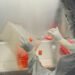 Gene Therapy Breakthroughs 2026 — Gene Therapy Breakthroughs 2026: 7 Essential Patient Insights — Photo by Satheesh Sankaran on Pexels